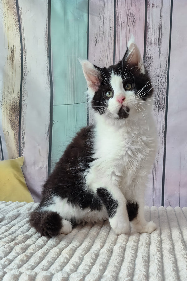 Chess | Maine Coon Kitten