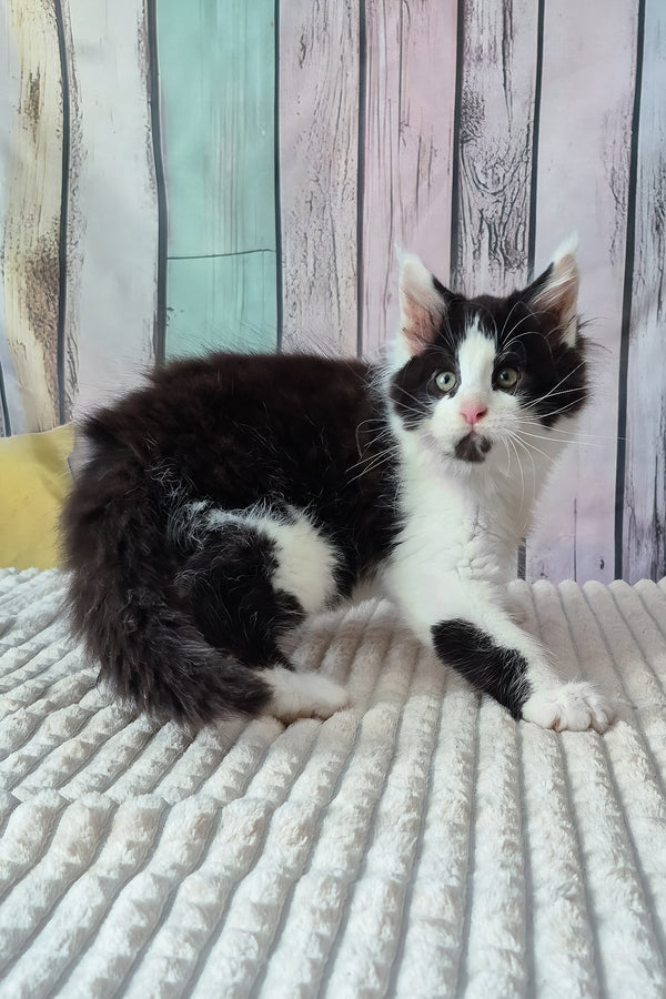 Chess | Maine Coon Kitten