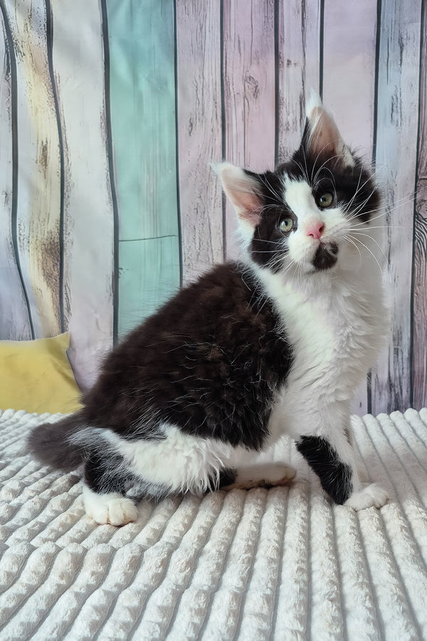 Chess | Maine Coon Kitten