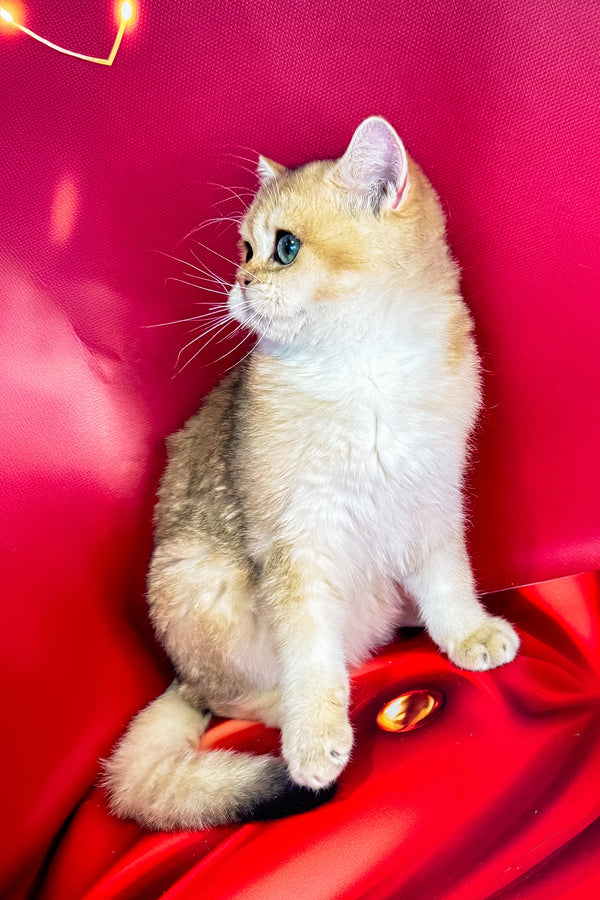 Cliff | British Shorthair Kitten
