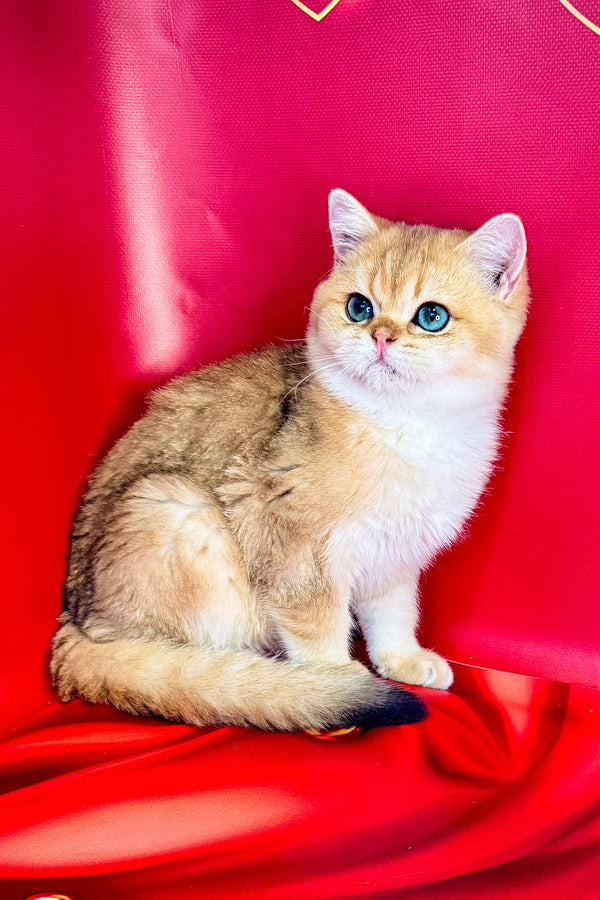 Cliff | British Shorthair Kitten