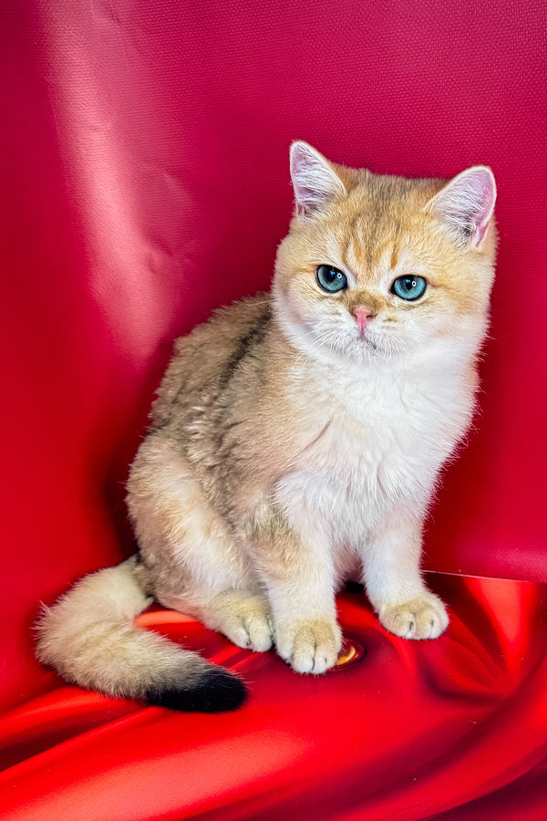 Cliff | British Shorthair Kitten