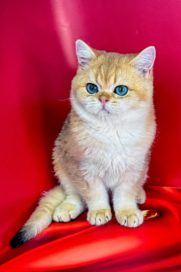 Cliff | British Shorthair Kitten