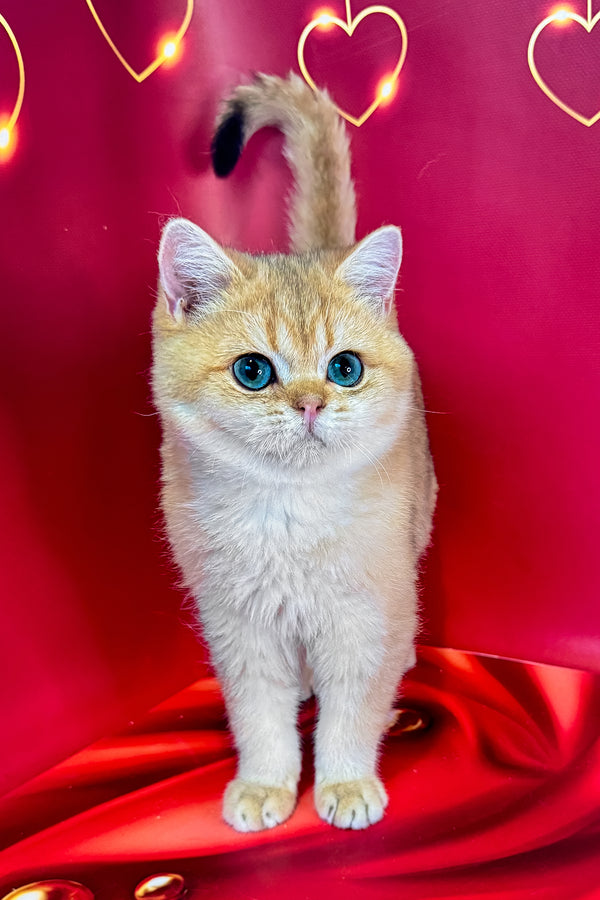 Cliff | British Shorthair Kitten