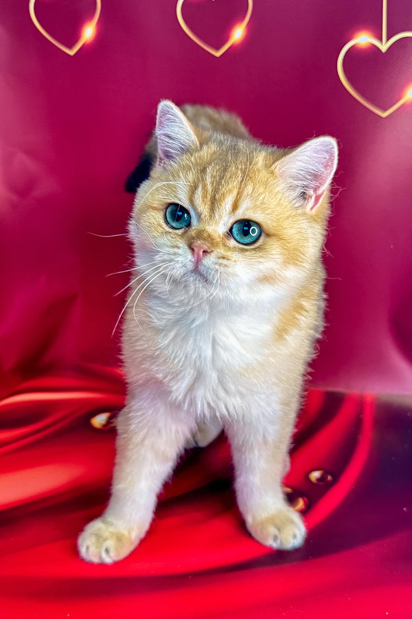 Cliff | British Shorthair Kitten