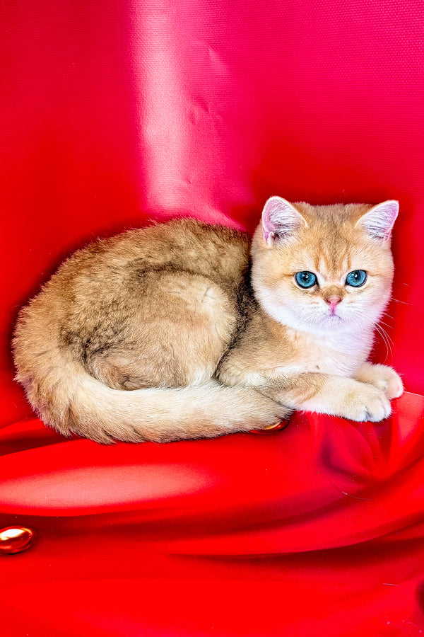 Cliff | British Shorthair Kitten