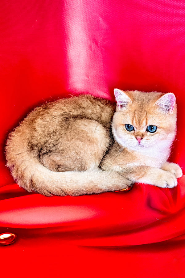 Cliff | British Shorthair Kitten