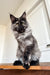 Chloe | Maine Coon Kitten