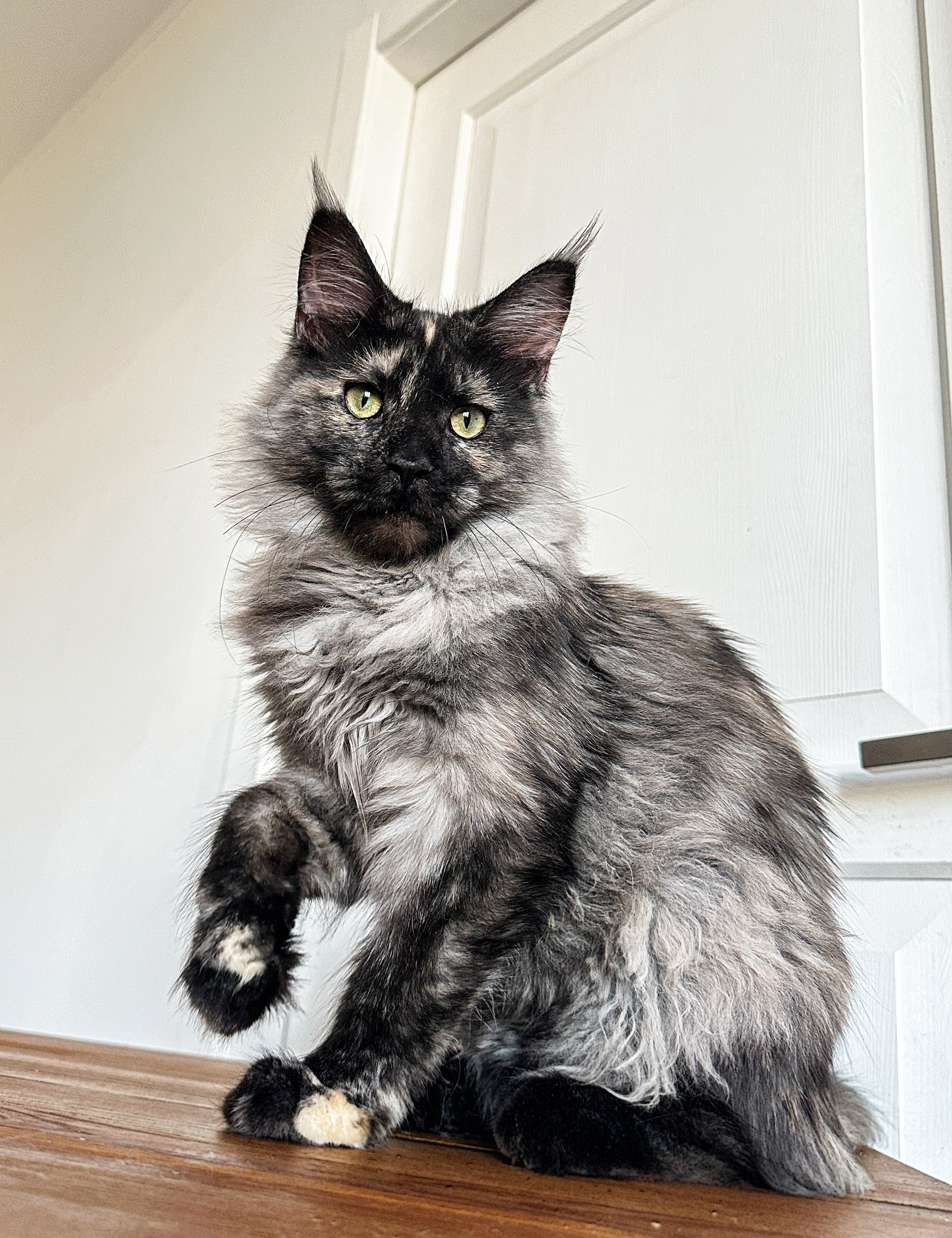 Devono Mix Discover the Unique Devon Rex Cat - Your Ultimate Care Guide – Purebred ...