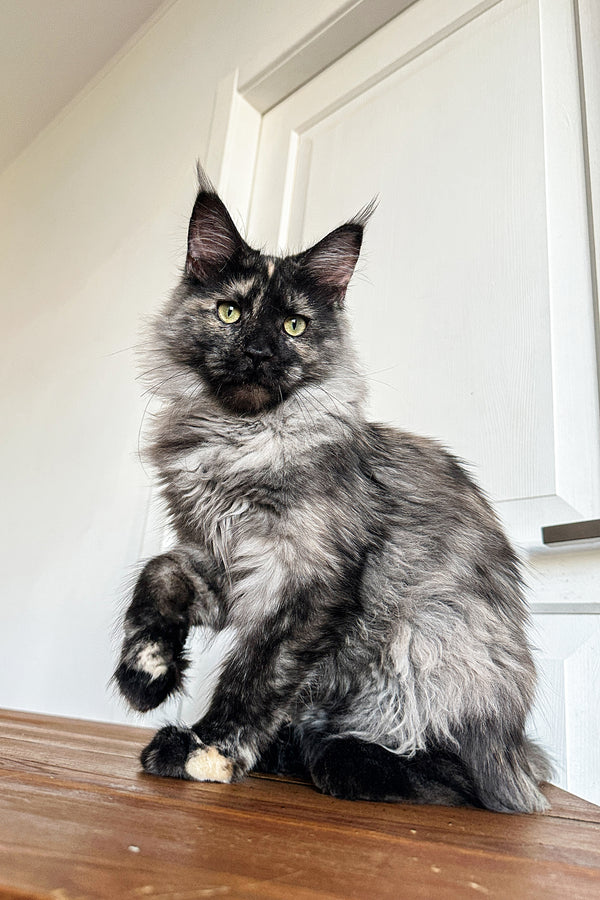 Chloe | Maine Coon Kitten