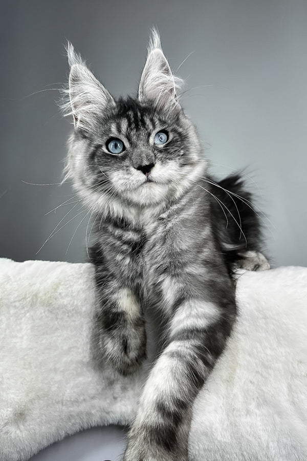 Chloe | Maine Coon Kitten