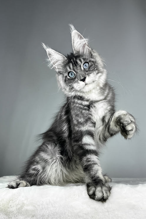 Chloe | Maine Coon Kitten