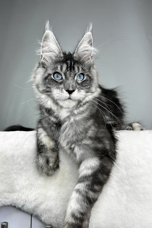 Chloe | Maine Coon Kitten