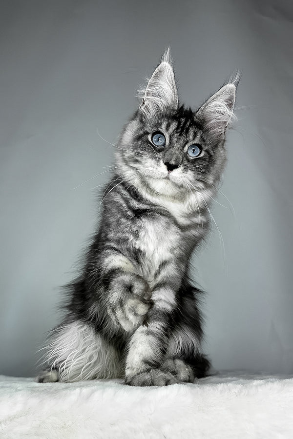 Chloe | Maine Coon Kitten
