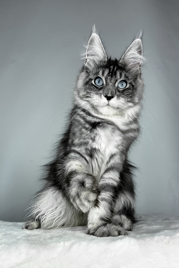 Chloe | Maine Coon Kitten