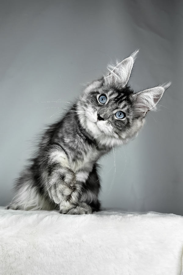 Chloe | Maine Coon Kitten