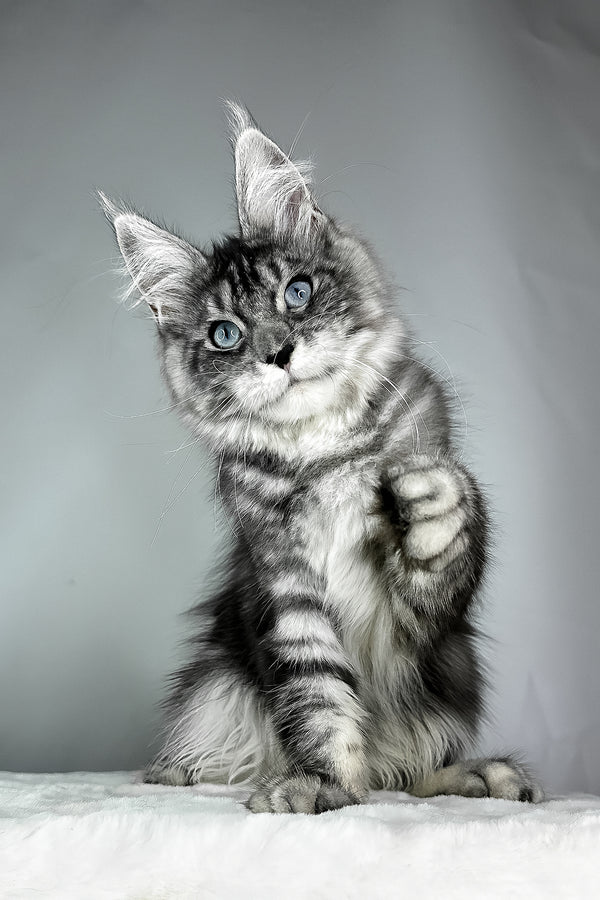 Chloe | Maine Coon Kitten