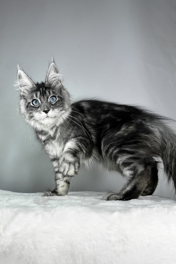 Chloe | Maine Coon Kitten