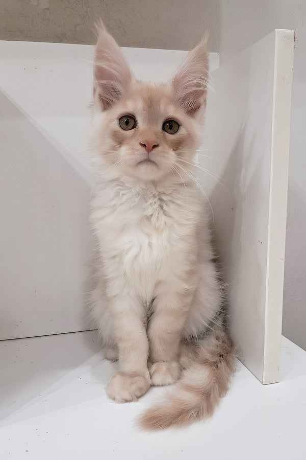 Chris | Maine Coon Kitten