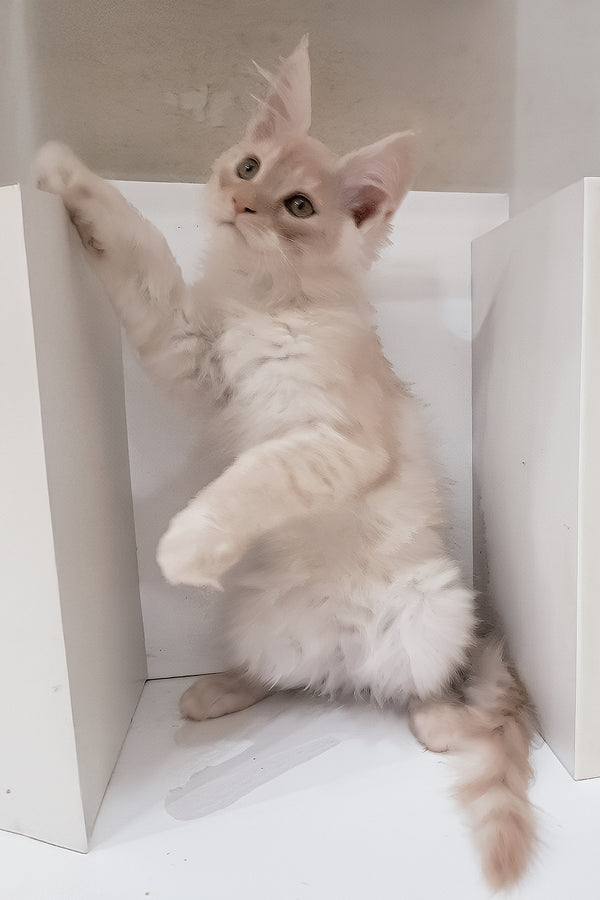 Chris | Maine Coon Kitten