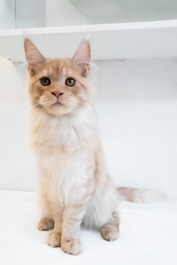 Chris | Maine Coon Kitten