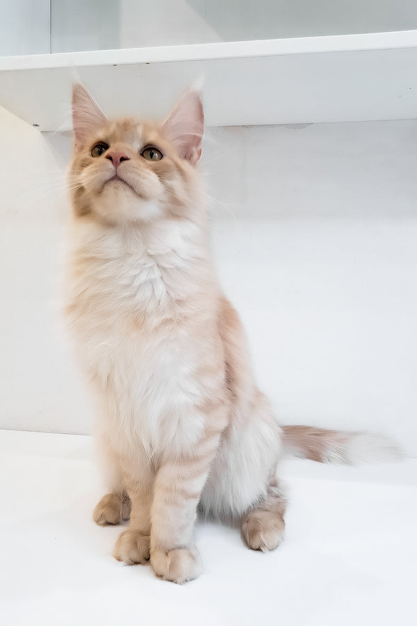Chris | Maine Coon Kitten