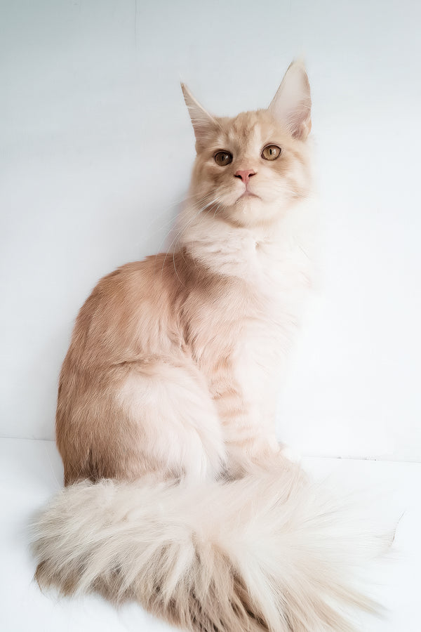 Chris | Maine Coon Kitten