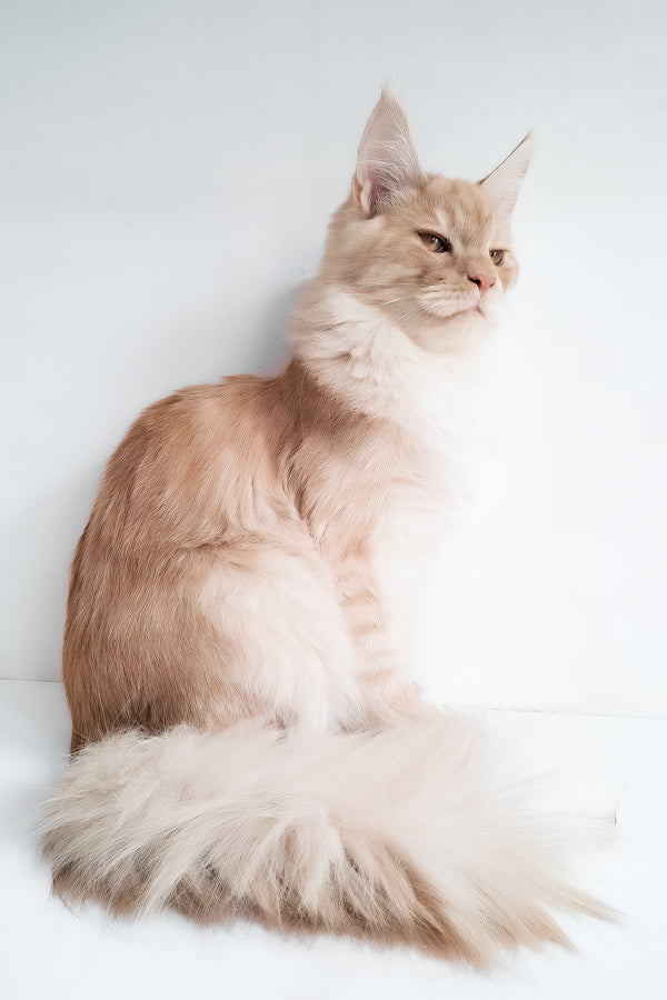Chris | Maine Coon Kitten