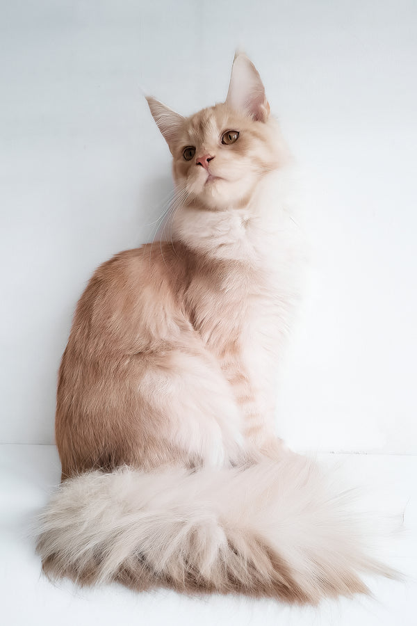 Chris | Maine Coon Kitten