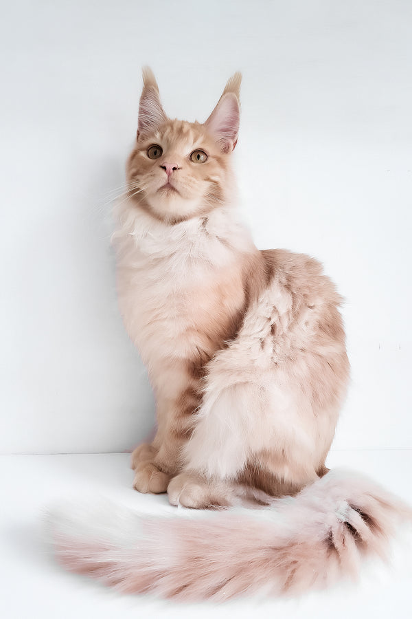 Chris | Maine Coon Kitten