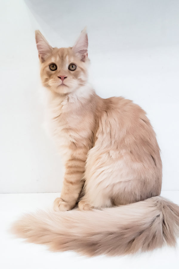 Chris | Maine Coon Kitten