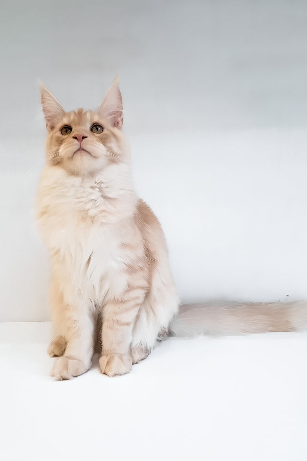 Chris | Maine Coon Kitten