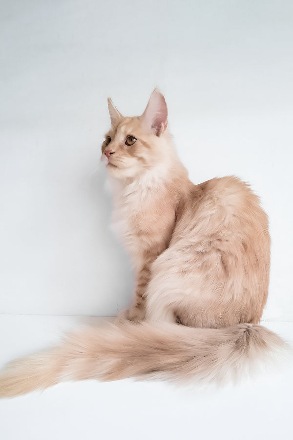 Chris | Maine Coon Kitten