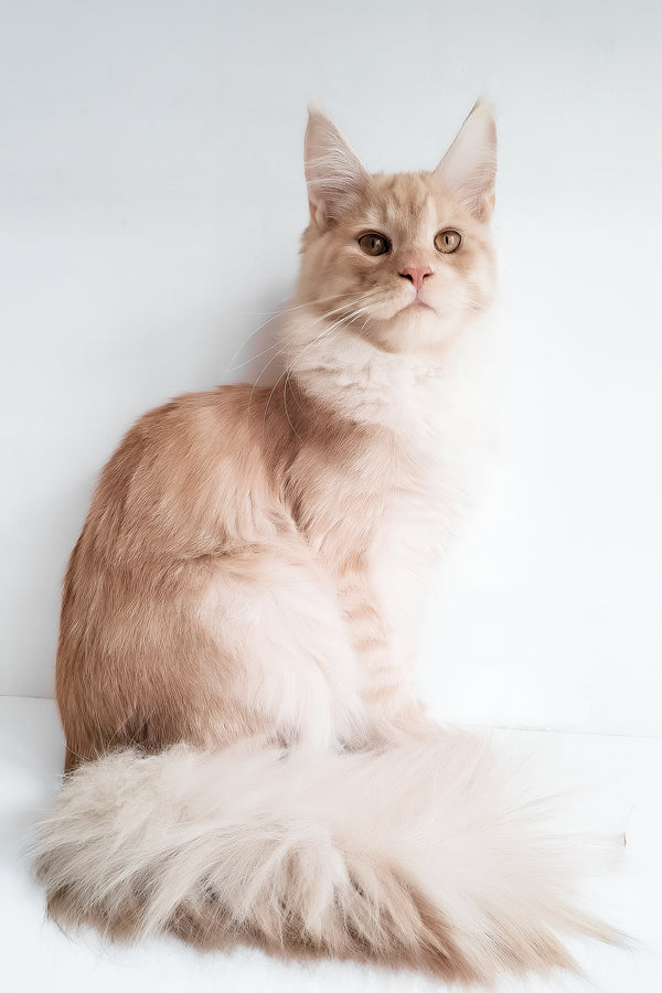 Chris | Maine Coon Kitten