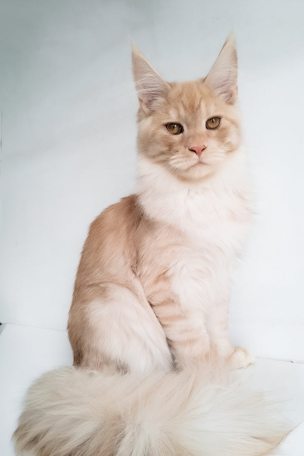 Chris | Maine Coon Kitten