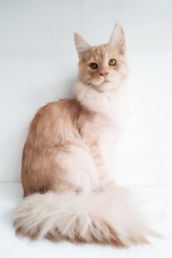 Chris | Maine Coon Kitten