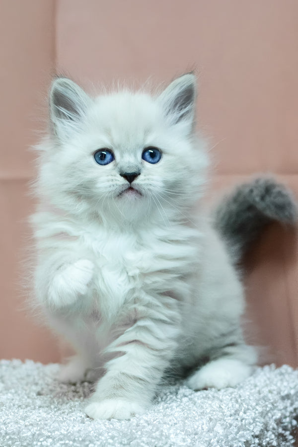 Ciceron | Siberian Kitten