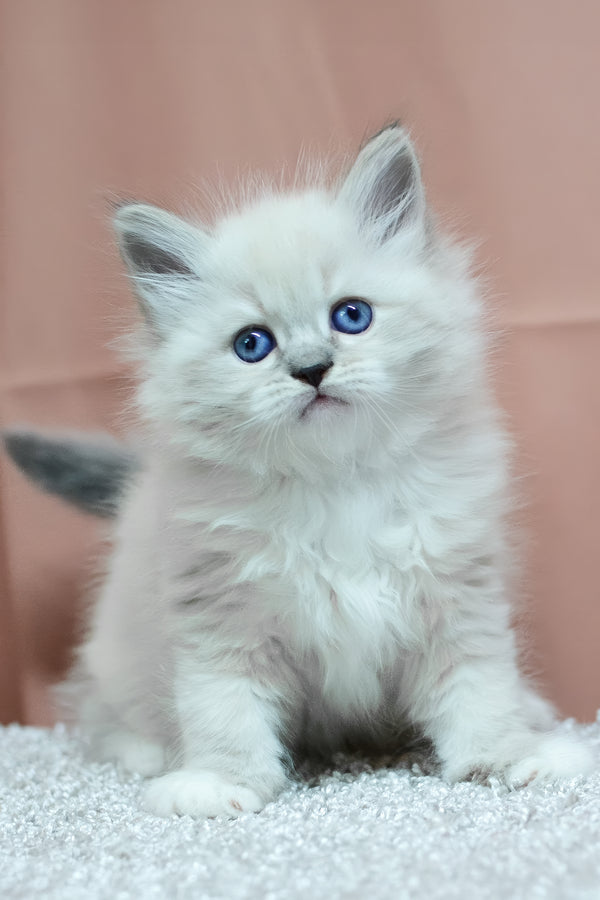 Ciceron | Siberian Kitten