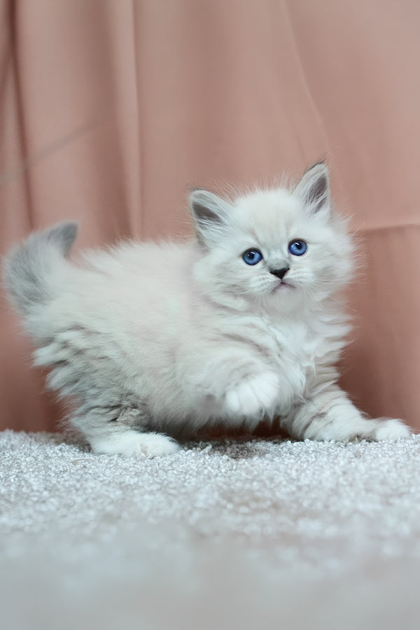 Ciceron | Siberian Kitten