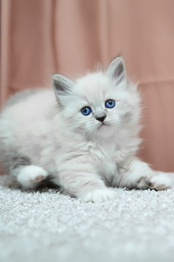 Ciceron | Siberian Kitten