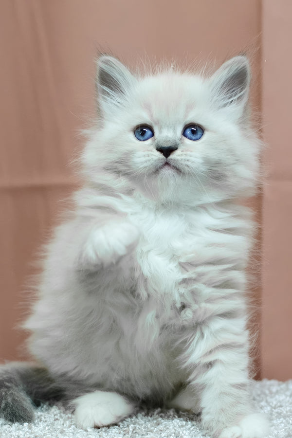 Ciceron | Siberian Kitten