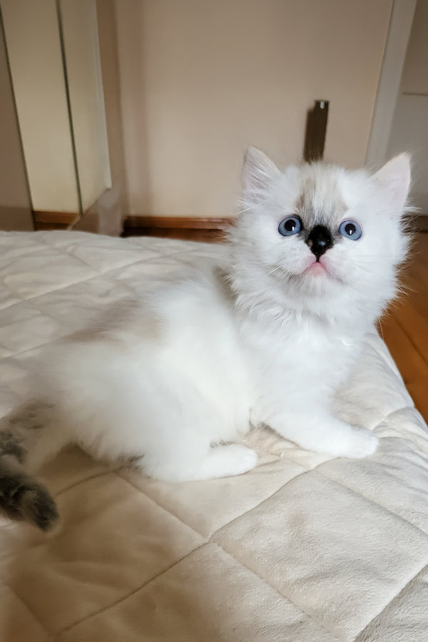 Claire | Siberian Kitten