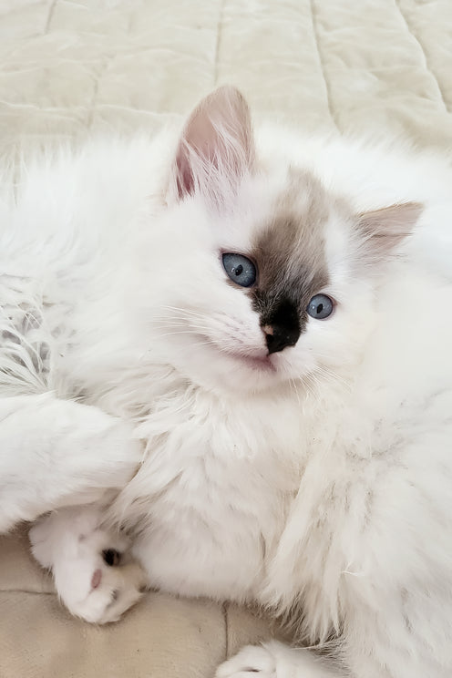 Claire | Siberian Kitten