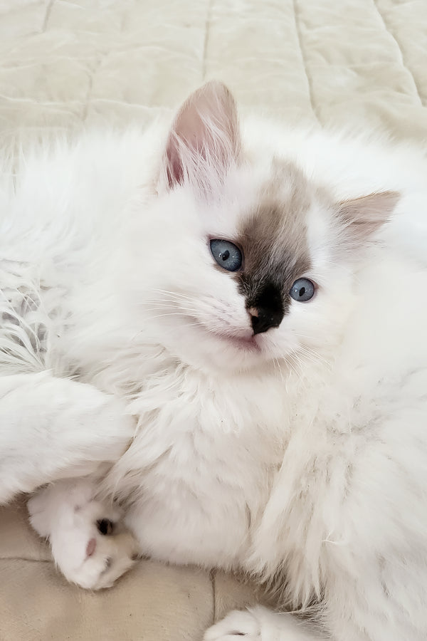 Claire | Siberian Kitten