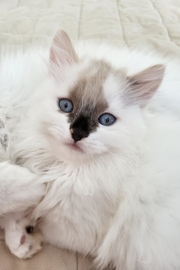 Claire | Siberian Kitten