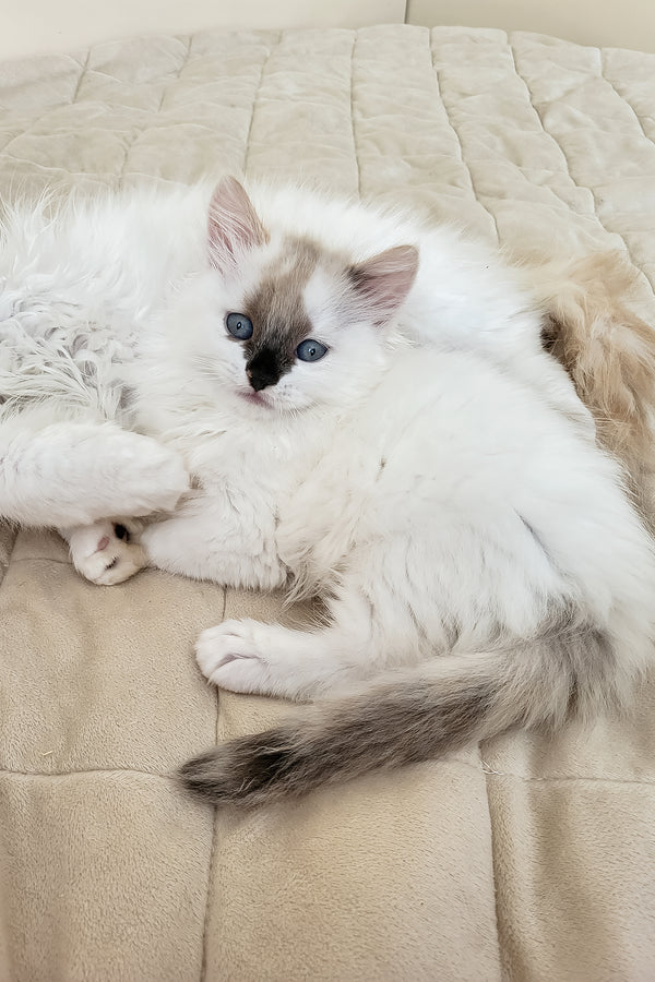 Claire | Siberian Kitten