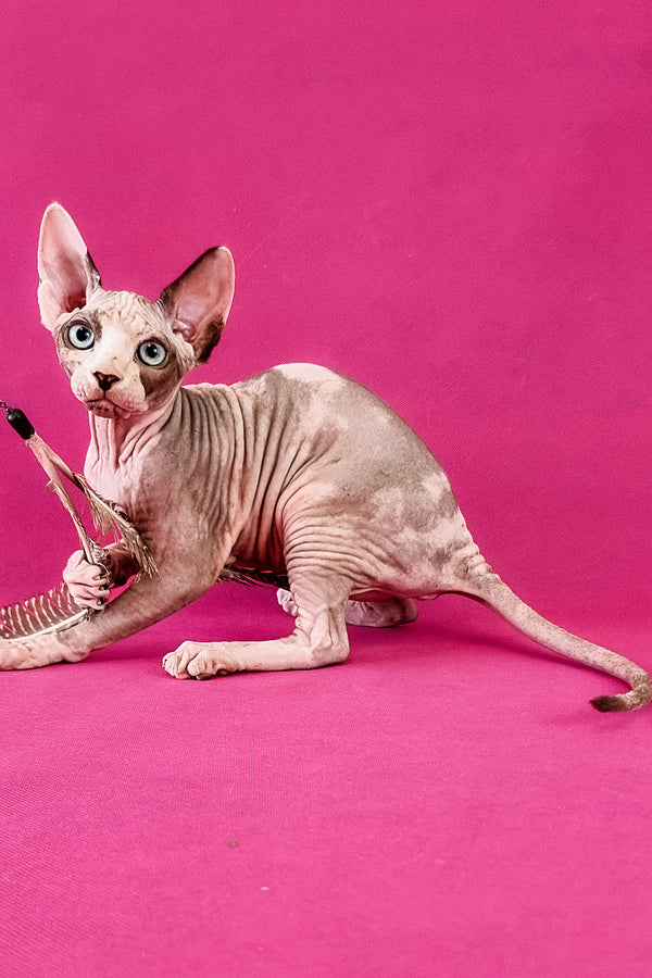 Clara | Canadian Sphynx Kitten