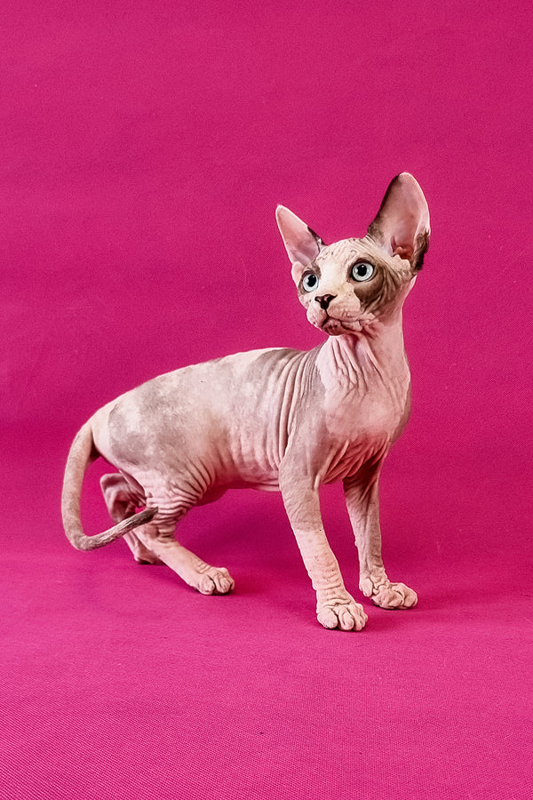 Clara | Canadian Sphynx Kitten