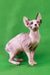 Clara | Canadian Sphynx Kitten