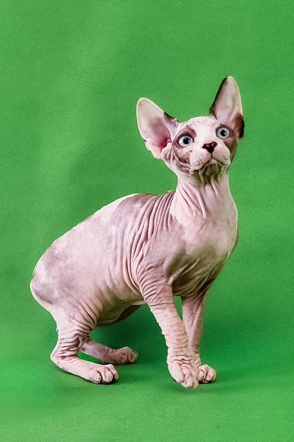 Clara | Canadian Sphynx Kitten